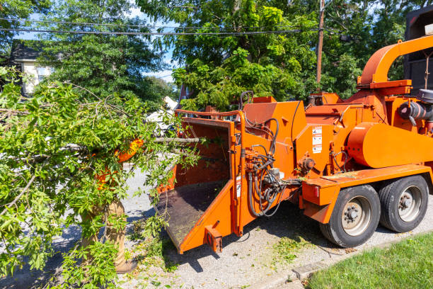 The Steps Involved in Our Tree Care Process in Temple Terrace, FL